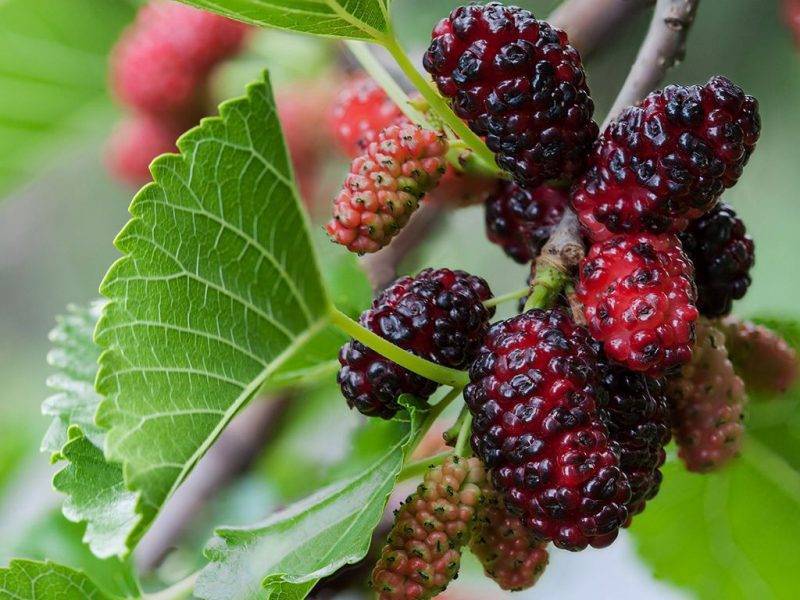 Шелковица купить саженцы из питомнике в Екатеринбурге