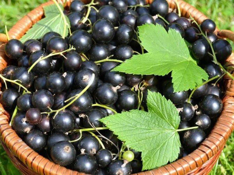 Смородина купить саженцы из питомника в Екатеринбурге
