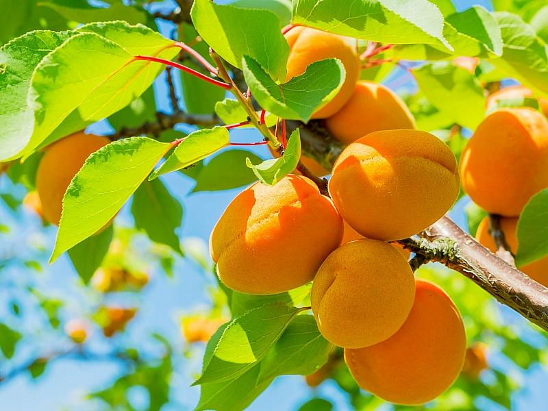 Абрикос купить саженцы из питомнике в Екатеринбурге