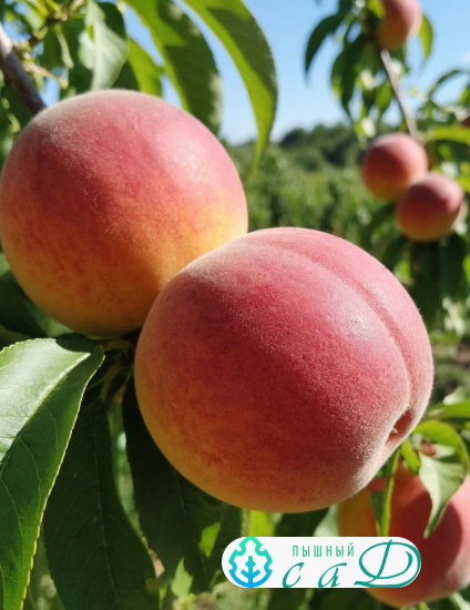 Персик "РЕД ХЭВЕН"  (срок созревания конец июля - август)